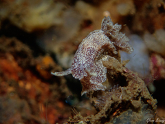 Goniodoris castanea