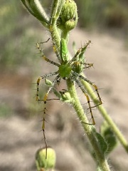 Peucetia