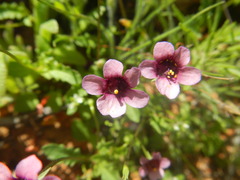 Diascia