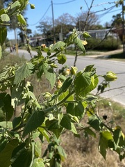 Abutilon grandifolium