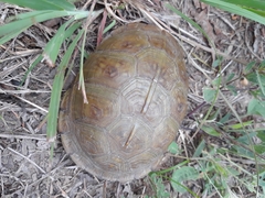 Terrapene carolina triunguis