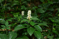 Pachysandra terminalis