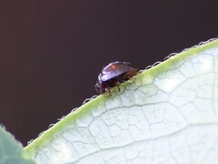 Chilocorus bipustulatus