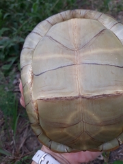 Terrapene carolina triunguis