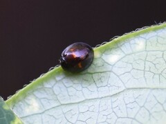 Chilocorus bipustulatus