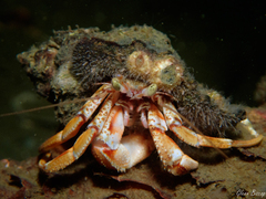 Pagurus bernhardus