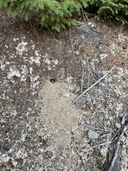 Rodentia