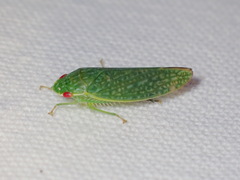 Rugosana querci