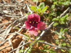 Diascia