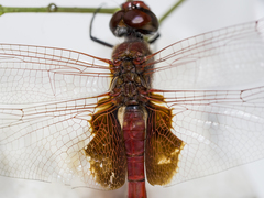 Tramea stenoloba