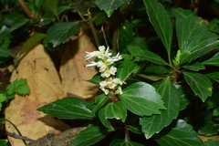 Pachysandra terminalis