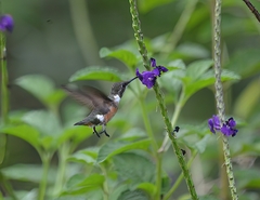 Calliphlox amethystina