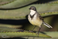 Motacilla capensis capensis