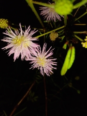 Mimosa malacophylla