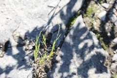 Muhlenbergia mexicana