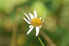 Leucanthemum vulgare