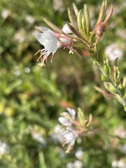 Oenothera lindheimeri