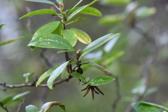Rhododendron dauricum