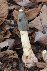 Phallus ravenelii