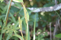 Elymus virginicus