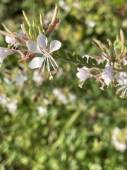 Oenothera lindheimeri