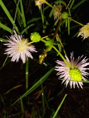 Mimosa malacophylla