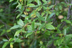 Rhododendron dauricum