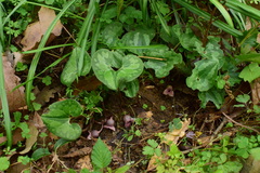 Asarum forbesii