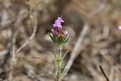 Thymus villosus