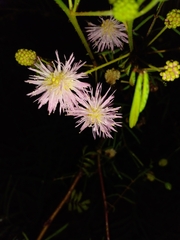 Mimosa malacophylla