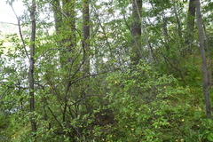 Rhododendron dauricum