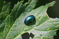 Oreina gloriosa
