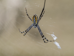 Argiope catenulata