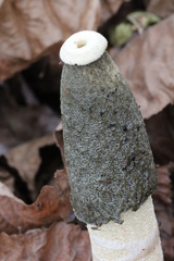 Phallus ravenelii
