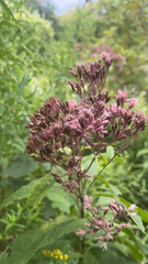 Eutrochium maculatum