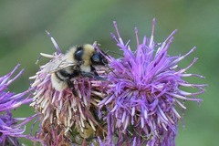 Bombus subterraneus