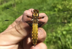 Libellula depressa