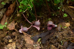Asarum forbesii