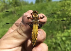 Libellula depressa