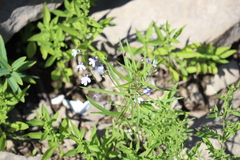 Lobelia kalmii