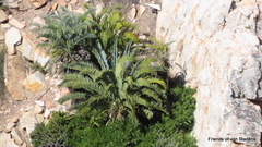 Encephalartos longifolius