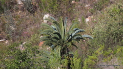 Encephalartos longifolius