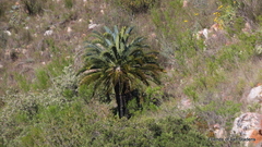 Encephalartos longifolius