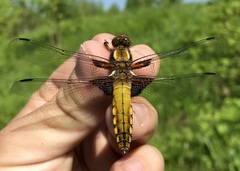 Libellula depressa