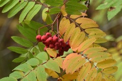 Sorbus sibirica