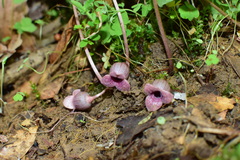 Asarum forbesii