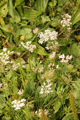 Daucus carota