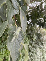 Anacridium aegyptium
