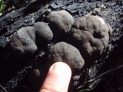 Hypoxylaceae