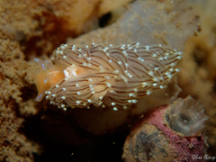 Facelina bostoniensis